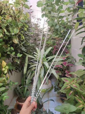 سیخ جگر مدل مفتولی 55cm بسته 12 عددی