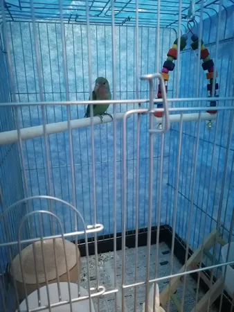 کاور قفس حیوانات مدل شب 1033