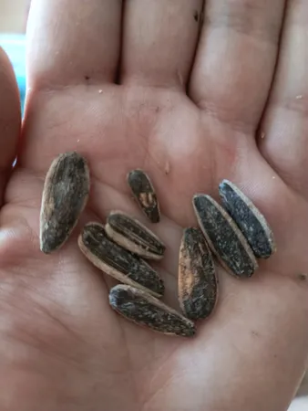 تخمه آفتابگردان نمکی دهکده سبز سلامت - 500 گرم