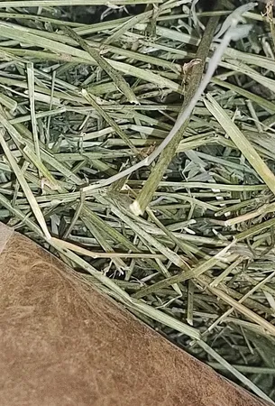 یونجه خشک خرگوش و خوکچه خرگوشک مدل A001 وزن 1000 گرم