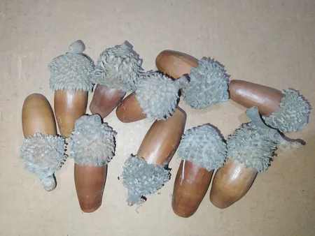 میوه تزیینی مدل بلوط بسته 10 عددی