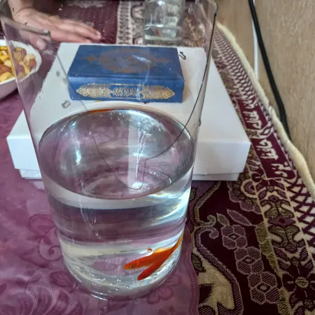 تنگ ماهی کد 0101