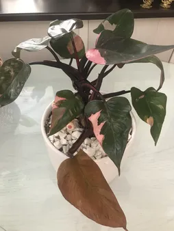 گل طبیعی فیلودندرون  تافکو مدل پینک پرنسس  کد 2x