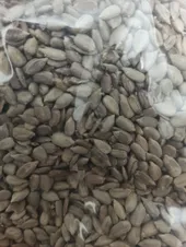 تجریه خرید مغز تخمه آفتابگردان اعتماد - 1 کیلوگرم
