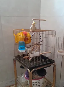 تجریه خرید سنگ کلسیم پرنده مدل eli وزن 100 گرم