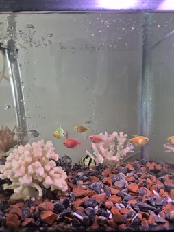 لامپ ال ای دی آکواریوم مدل B-10c