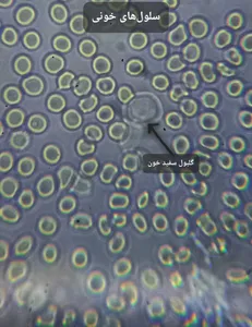 تجریه خرید میکروسکوپ مدیک مدل M826