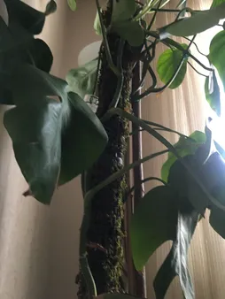 قیم بند مدل خزه دار کد 90cm