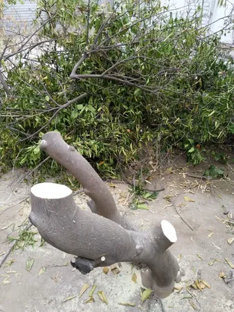 اره باغبانی سامورایی مدل G-R