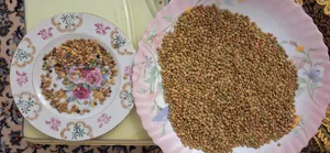 تجریه خرید عدس ریز زرین برکت - 1 کیلوگرم