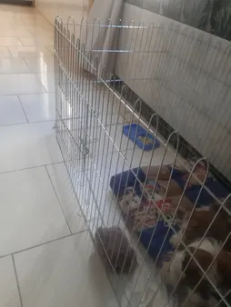 پارک سگ کد 01