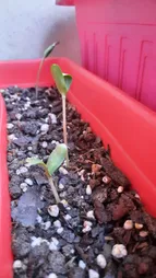 گلدان مدل پلاستیکی مستطیلی کد 603