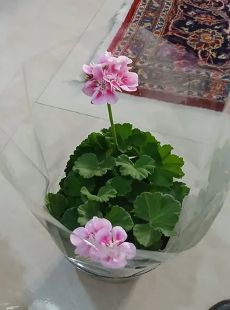 گل طبیعی شمعدانی مدل دالیدا