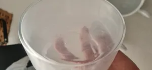 تجریه خرید بانکه پاشاباغچه مدل kitchen کد 98863