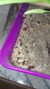 تجریه خرید سم قارچ کش کاربندازیم مهر و ماه مدل S01 وزن 50 گرم