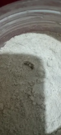 پودر عصاره مالت جو و پودر جوانه گندم- 200 گرم مجموعه 2 عددی