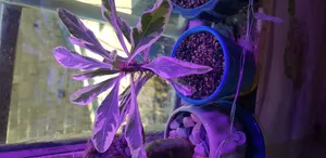 تجریه خرید کود نیترات کلسیم گرین پیک مدل CALSIUM NITRATE 1000 وزن یک کیلوگرم