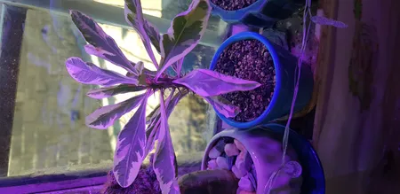 کود نیترات کلسیم گرین پیک مدل CALSIUM NITRATE 1000 وزن یک کیلوگرم