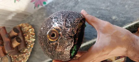 جاعودی مدل آبشاری طرح صخره کد 508