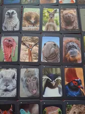 تجریه خرید بازی فکری زینگو مدل سلفی گراف