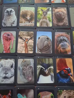 بازی فکری زینگو مدل سلفی گراف