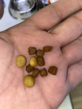 تجریه خرید غذای خشک سگ سلبن مدل 1002 Small Adult وزن 2 کیلوگرم