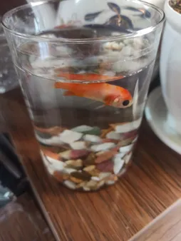 سنگ تزیینی مدل 5col وزن 2 کیلوگرم