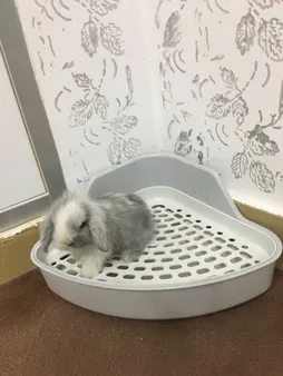 توالت خرگوش مدل 1033