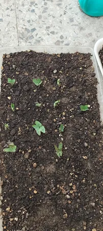 بذر گل های رونده میکس گلبرگ پامچال کد G-P-GP-04 مجموعه 4 عددی