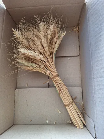 دسته گل خشک مدل خوشه گندم کد 20