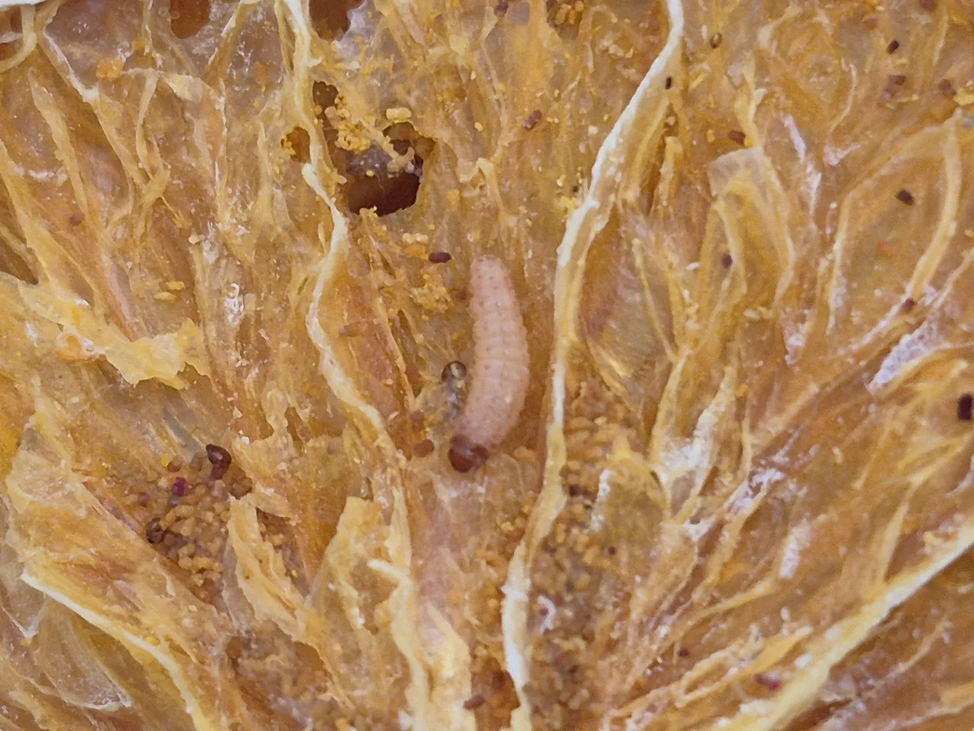 میوه خشک مخلوط رازیان - 200 گرم