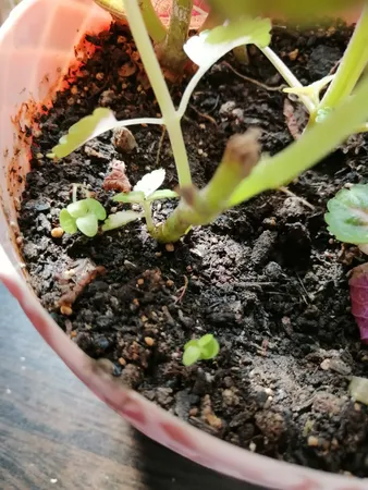 بذر گل حسن یوسف بذر طلایی رویان کد BZT-126