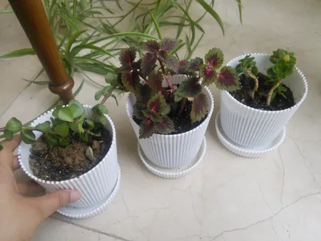 گلدان مدل آیما 11 مجموعه 6 عددی