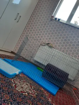 پارک سگ کد 01