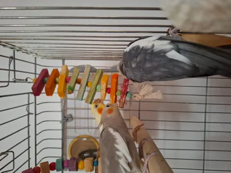 اسباب بازی پرندگان مدل آویز قفس عروس هلندی