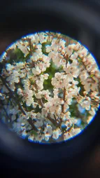 دوربین تک چشمی بوشنل مدل DAY 16X