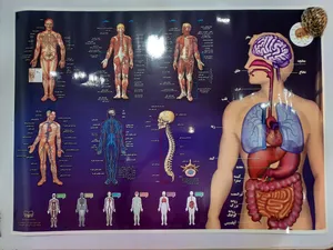 تجریه خرید پوستر آموزشی اندیشه کهن طرح آناتومی بدن انسان کد 301