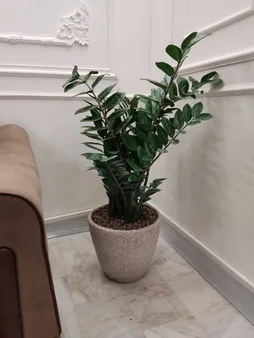 گیاه طبیعی زامیفولیا مدل zami235