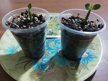 بذر بنسای آدنیوم زرد سانیا سید مدل A02