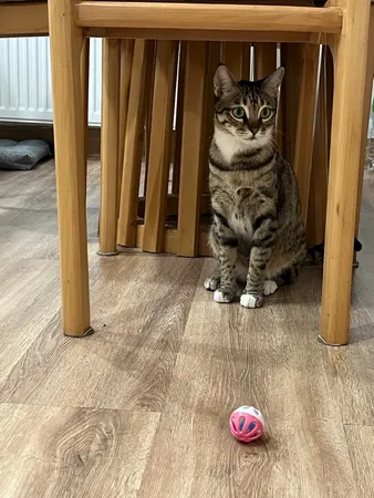 اسباب بازی گربه و سگ توپ زنگوله دار مدل Plastic Bell Balls بسته 6 عددی