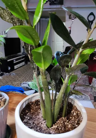 گل طبیعی زاموفولیا سوپر بلک تافکو کد 2025