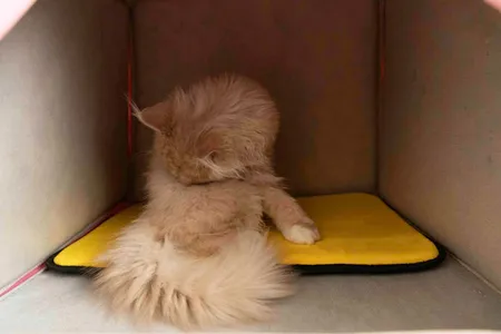 تشک خواب سگ و گربه کد TB-113