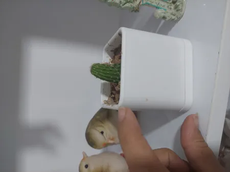 گلدان طرح مکعب مدل مهرنی 7.5-104