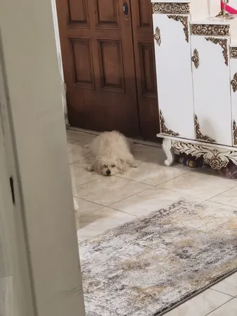 فرش ماشینی ساوین کد 4116 زمینه نقره ای