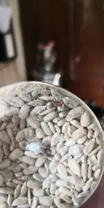 تجریه خرید مغز تخمه آفتابگردان خام ممتاز سرمد - 450 گرم بسته 2 عددی