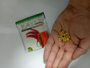 تجریه خرید بذر فلفل تند چیلی گیلدا کد 352