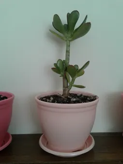 گلدان شهرآذین مدل 3010 ارتفاع 8 سانتی متر