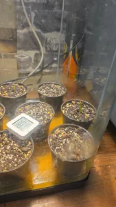 تجریه خرید بذر گل آدونیوم قرمز و زرد آرکا بذر ایرانیان کد 65-66-ARK مجموعه 2 عددی