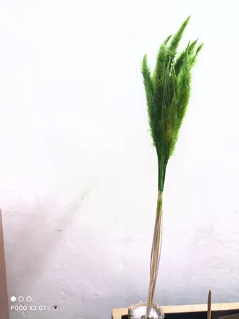 گل خشک مدل دم روباهی 10_4