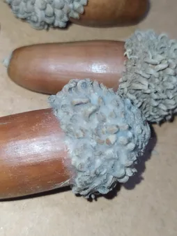 میوه تزیینی مدل بلوط بسته 10 عددی